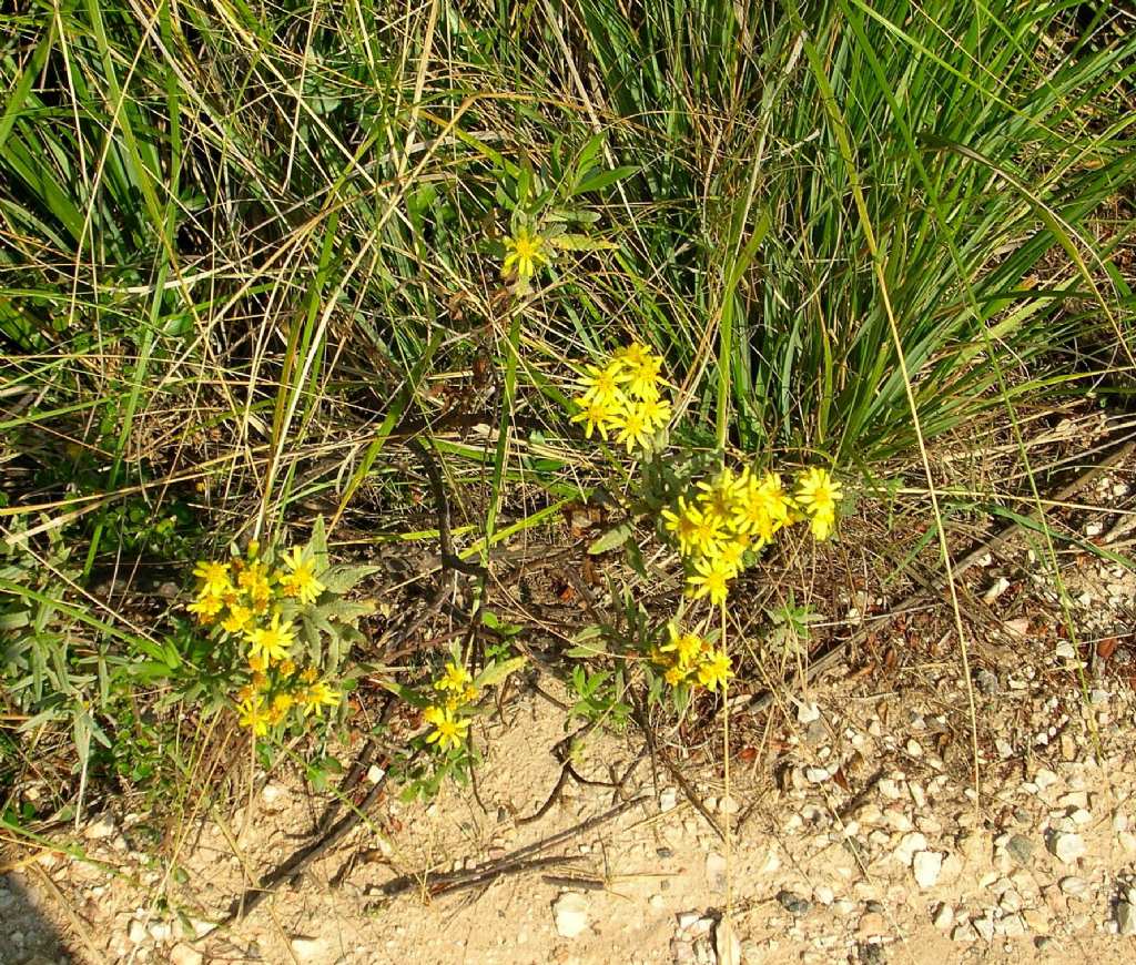 Dittrichia viscosa
